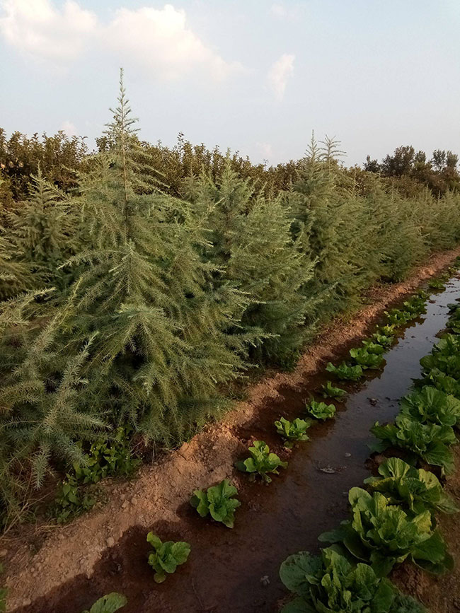 雪松多少錢一棵?2020年雪松價格最新價格