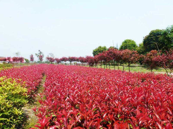 紅葉石楠種植基地
