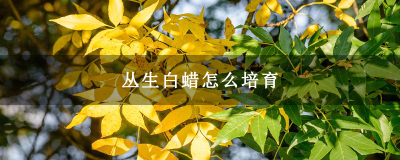 叢生白蠟怎么培育