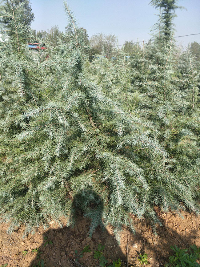 雪松多少錢一棵?2020年雪松行情預測