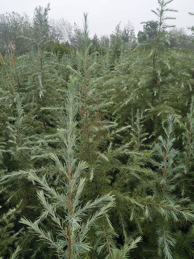 雪松多少錢一棵?2020年雪松行情預測