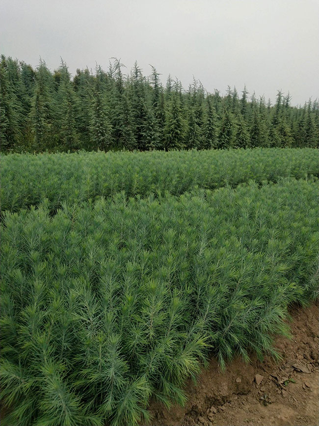 雪松多少錢一棵?2020年雪松行情預測