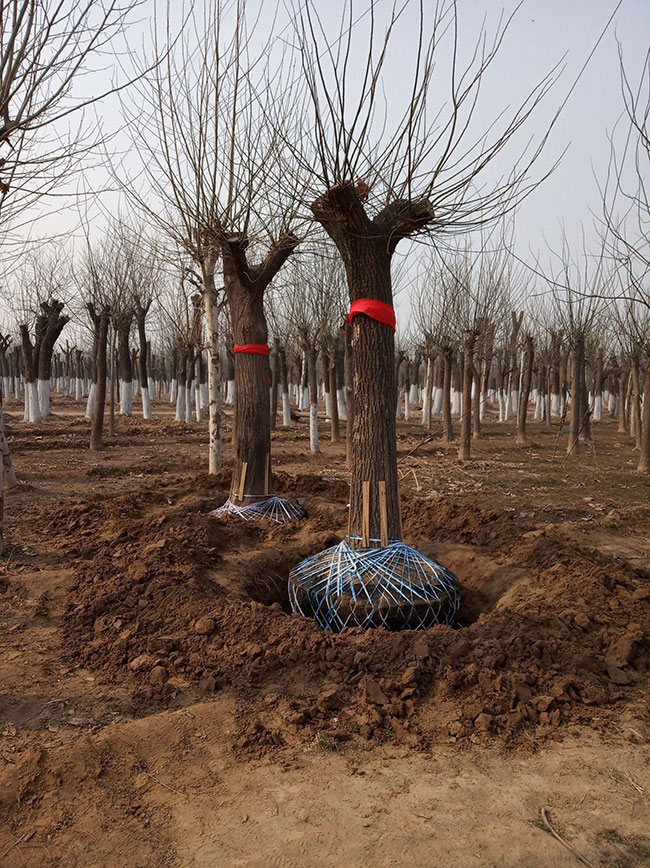 國槐一畝地種植多少棵