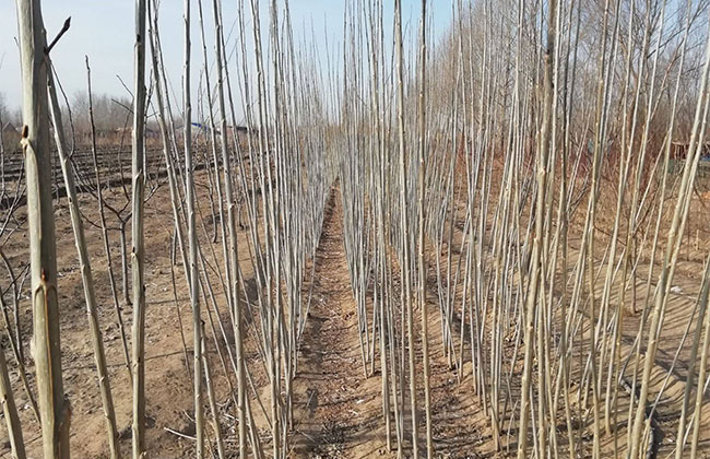 楊樹苗多少錢一棵?2020年楊樹苗價格最新行情預測