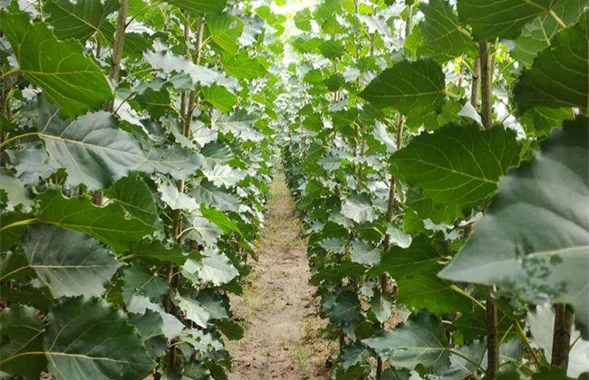 楊樹苗多少錢一棵?2020年楊樹苗價格最新行情預測