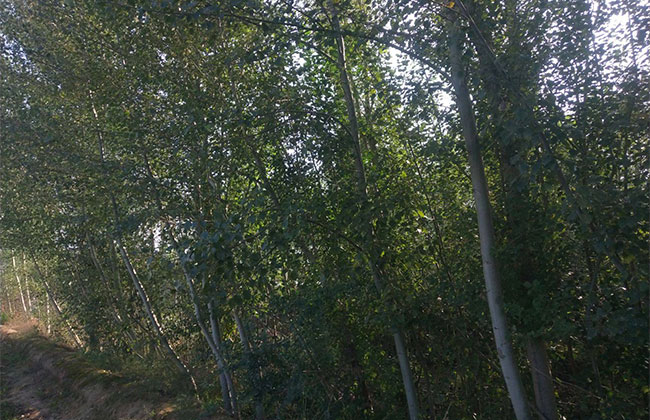 楊樹苗多少錢一棵?2020年楊樹苗價格最新行情預測