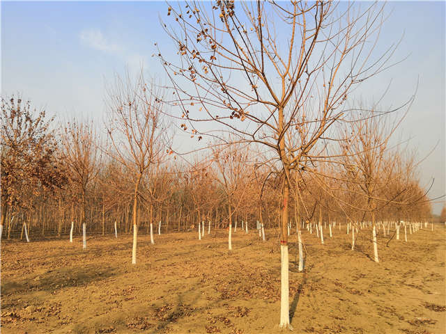 五角楓種植基地實拍