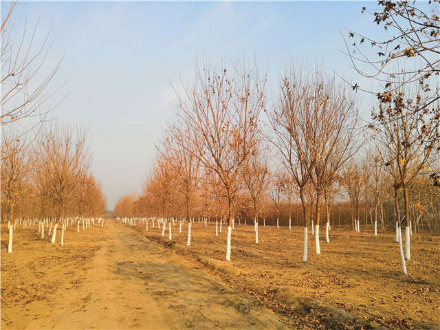 五角楓種植基地實拍