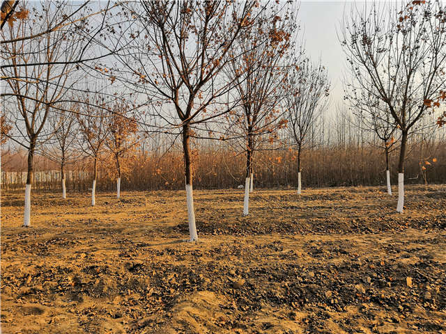 五角楓種植基地實拍