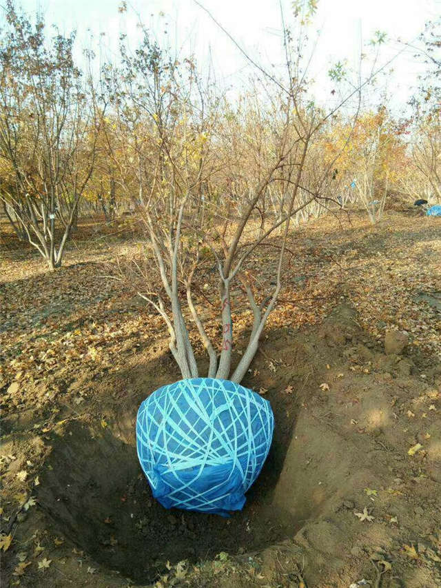 叢生五角楓等待裝車