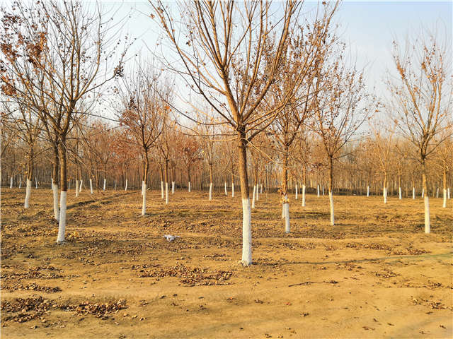 五角楓種植基地實拍