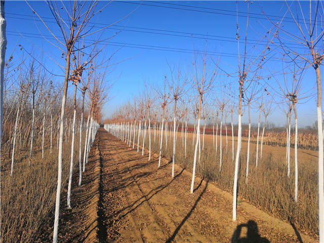 五角楓種植基地實拍