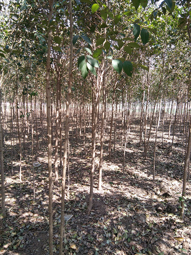 2020年大葉女貞種植前景如何?大葉女貞種植前景分析