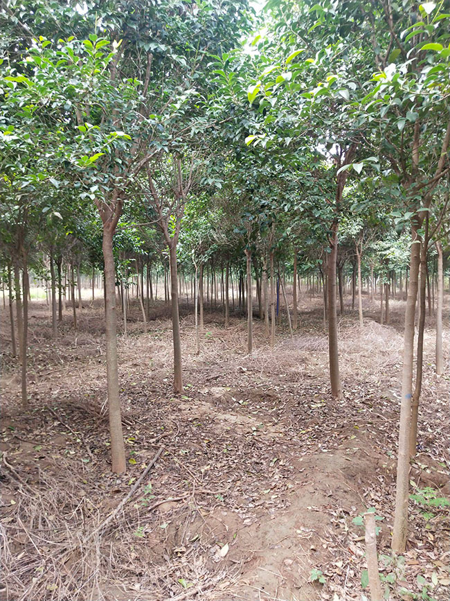 2020年大葉女貞種植前景如何?大葉女貞種植前景分析