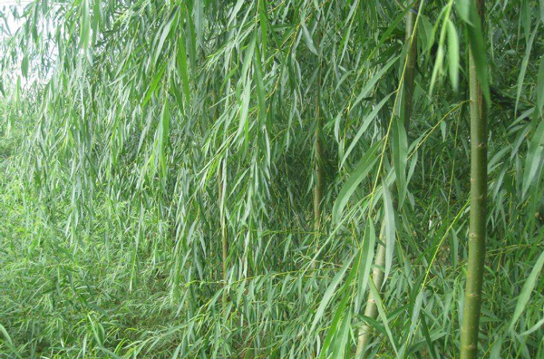 柳樹基地實(shí)拍