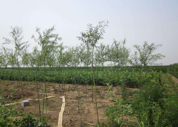 柳樹基地實(shí)拍