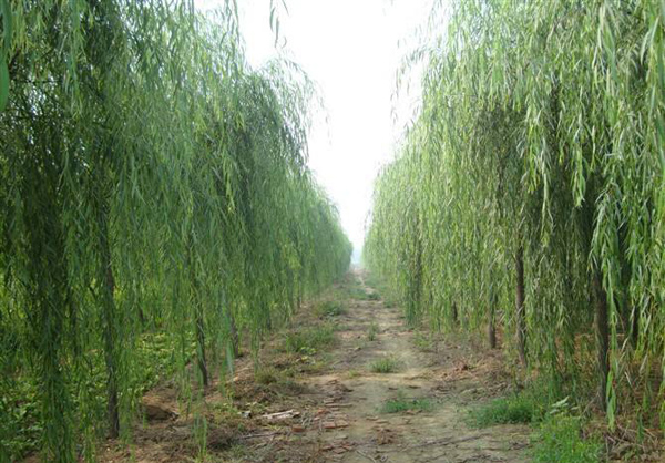 柳樹基地實(shí)拍