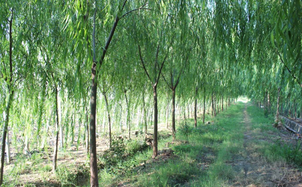 柳樹基地實(shí)拍