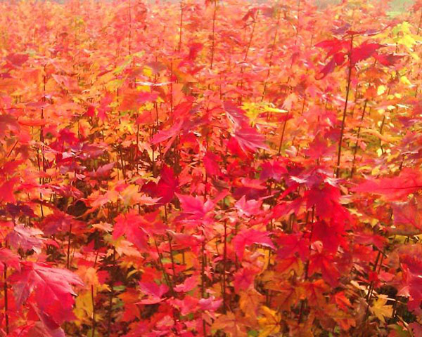 美國紅楓苗