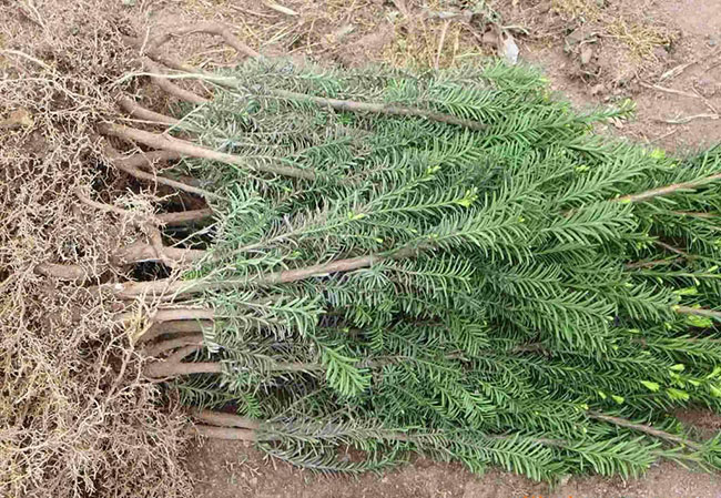 紅豆杉畝產(chǎn)量多少?一畝紅豆杉的經(jīng)濟效益