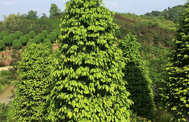 紅豆杉畝產(chǎn)量多少?一畝紅豆杉的經(jīng)濟效益
