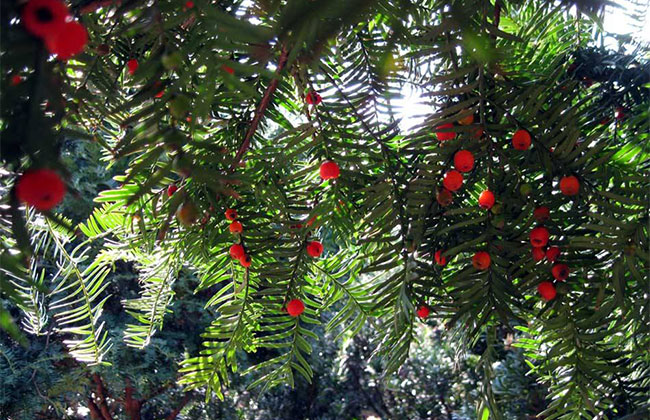 紅豆杉畝產(chǎn)量多少?一畝紅豆杉的經(jīng)濟效益