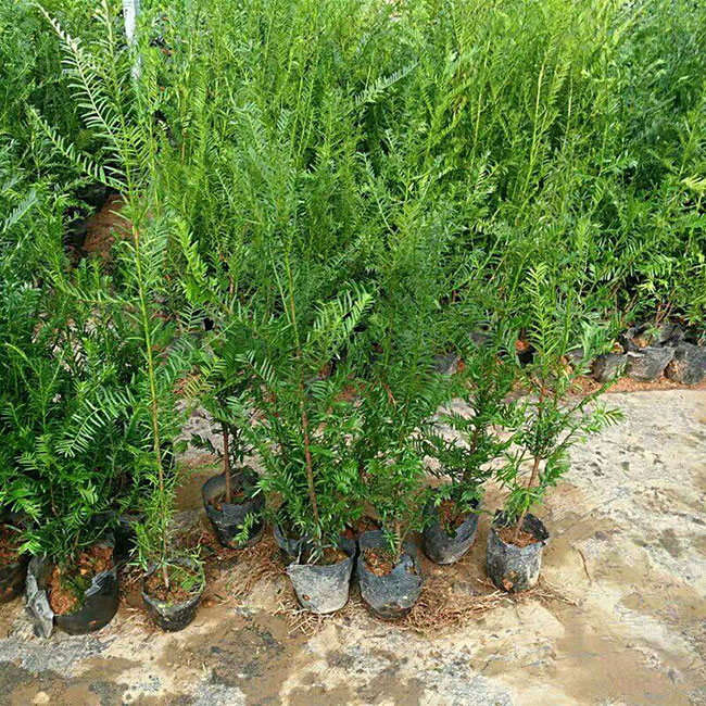 紅豆杉畝產(chǎn)量多少?一畝紅豆杉的經(jīng)濟效益