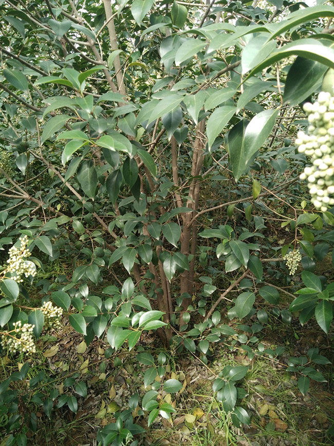 大葉女貞小苗怎么種植?大葉女貞種植方法介紹