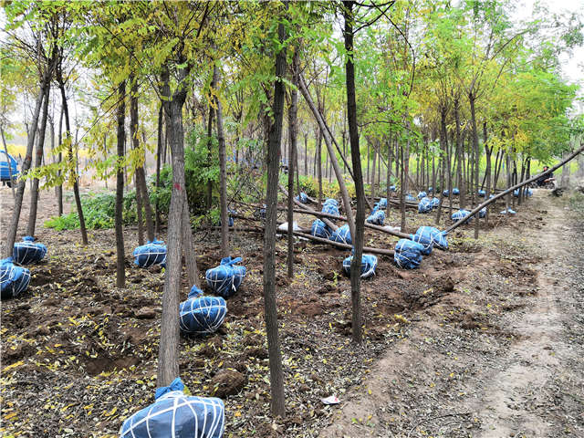 沭陽長景園林刺槐種植基地實拍圖片