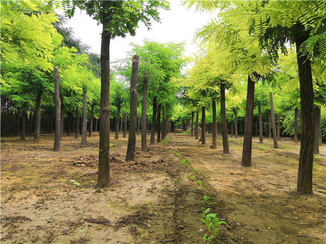 沭陽(yáng)長(zhǎng)景園林刺槐種植基地實(shí)拍圖片