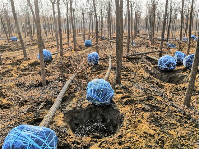 沭陽長景園林刺槐種植基地實拍圖片