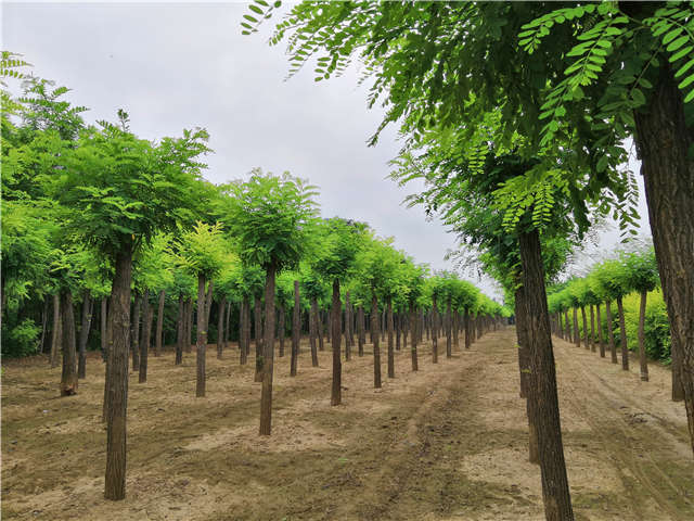沭陽長景園林刺槐種植基地實拍圖片