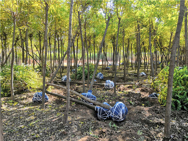 沭陽長景園林刺槐種植基地實(shí)拍圖片