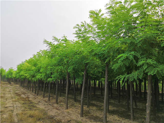 沭陽長景園林刺槐種植基地實拍圖片