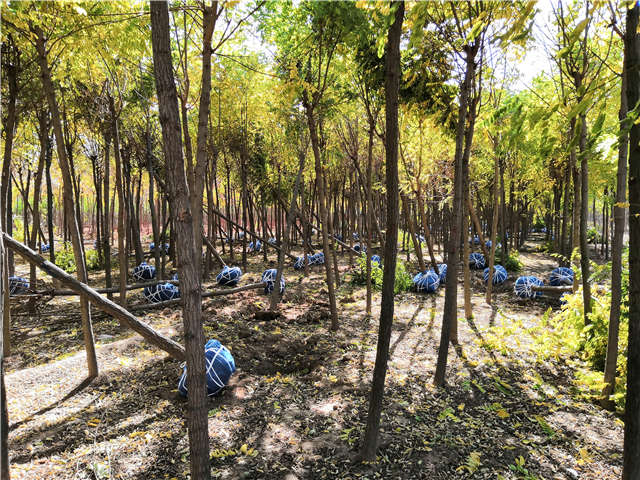 沭陽長景園林刺槐種植基地實拍圖片