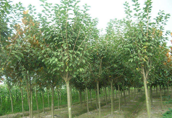 高桿女貞基地實拍圖