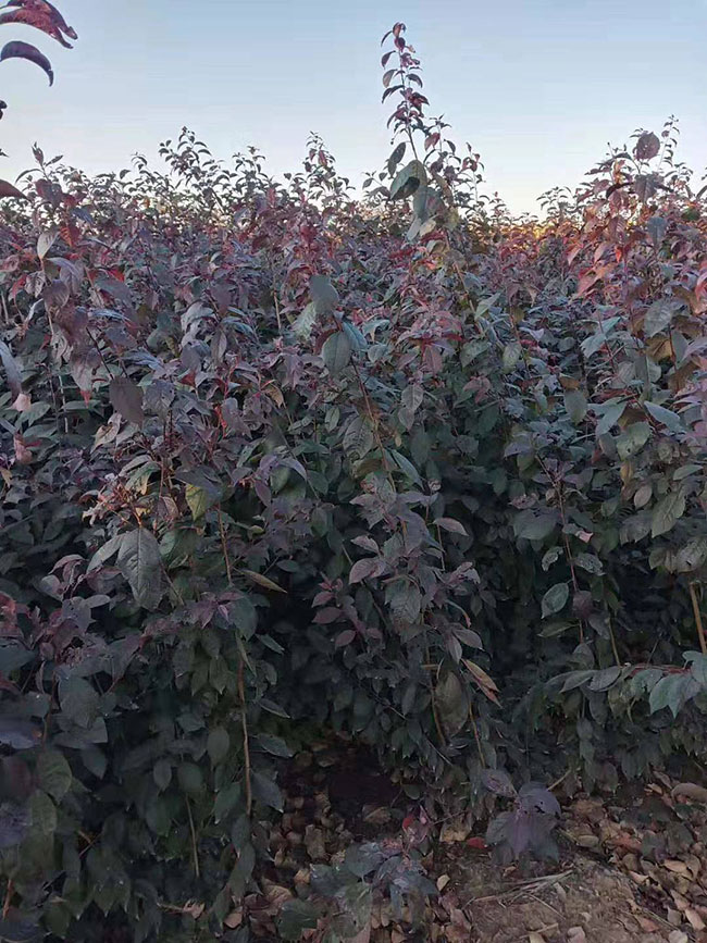 紫葉李蟲害打什么藥?紫葉李病蟲害防治方法