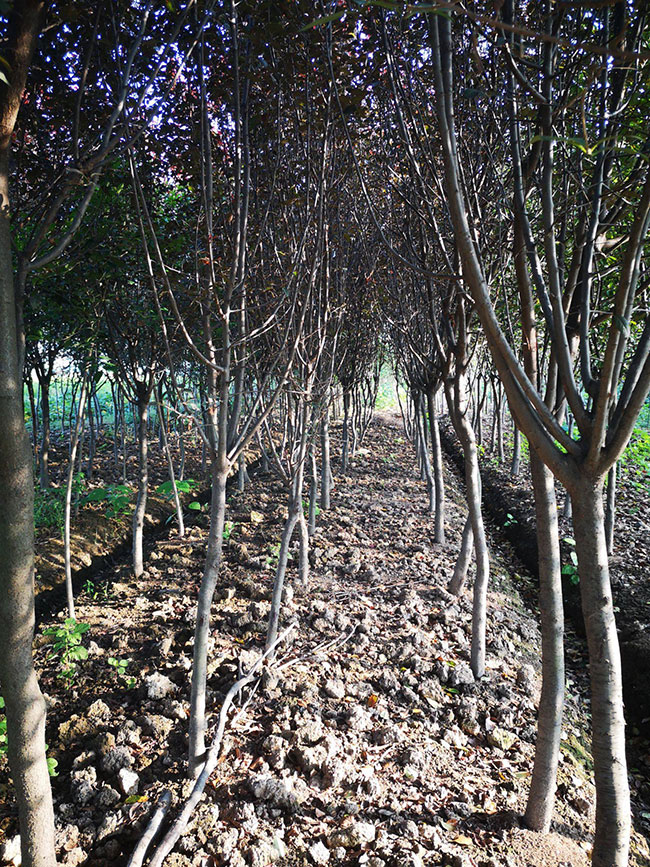 紫葉李蟲害打什么藥?紫葉李病蟲害防治方法