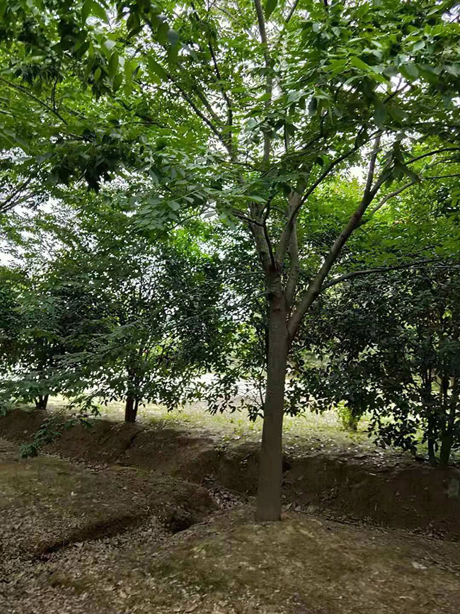 櫸樹產地在什么地方?櫸樹適合什么地方種植?