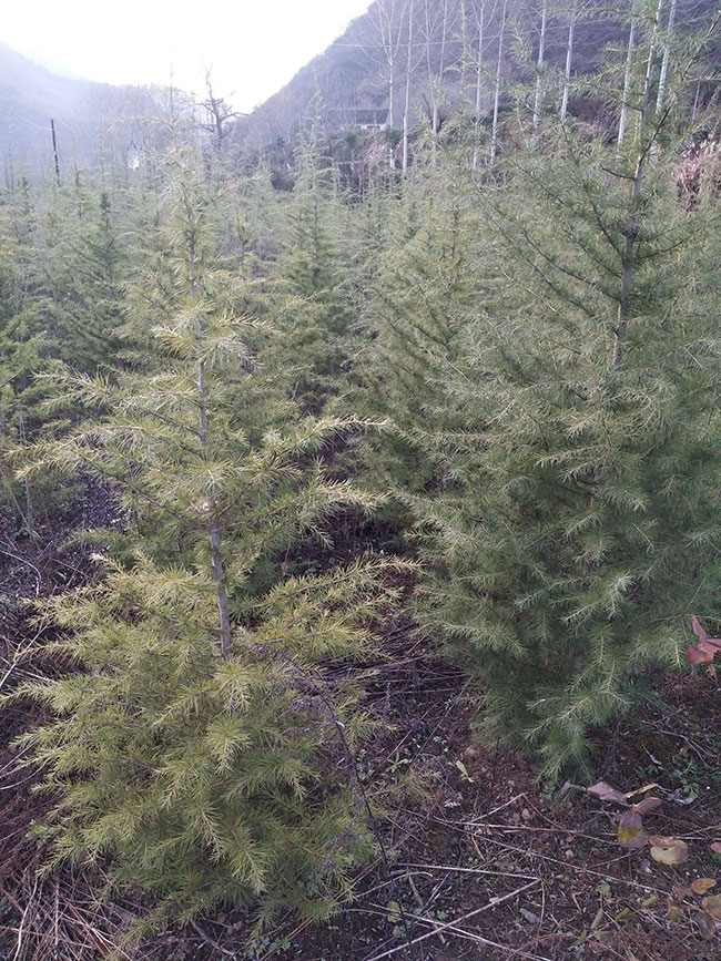 雪松多少錢一棵?2020年雪松價格最新行情預測