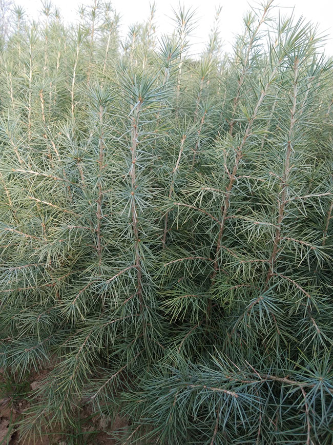 雪松多少錢一棵?2020年雪松價格最新行情預測