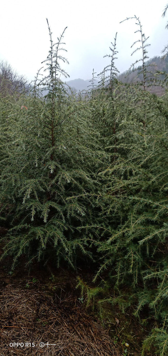 雪松多少錢一棵?2020年雪松價格最新行情預測