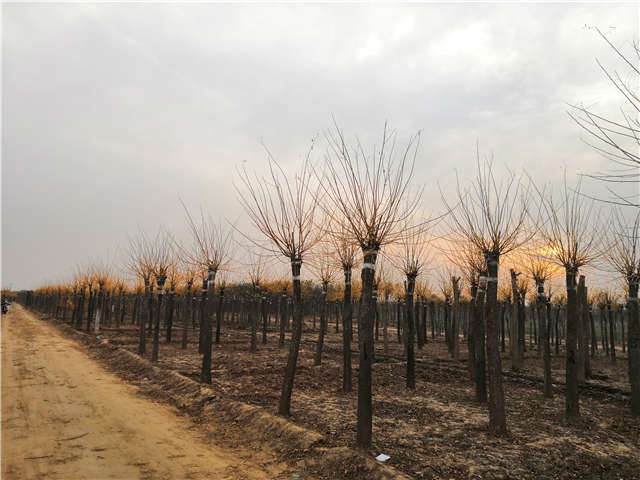 高接金枝槐照片種植基地實拍