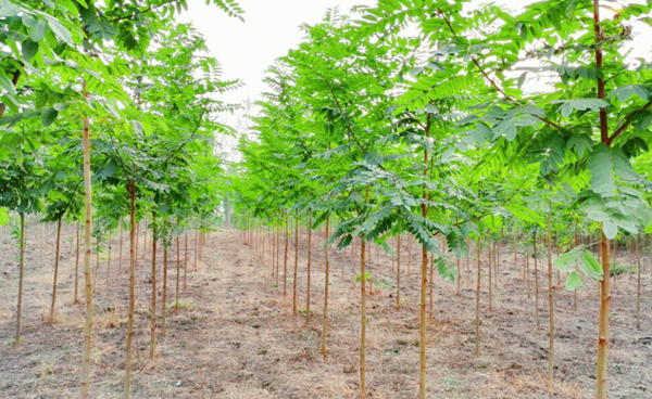 刺槐基地實拍圖