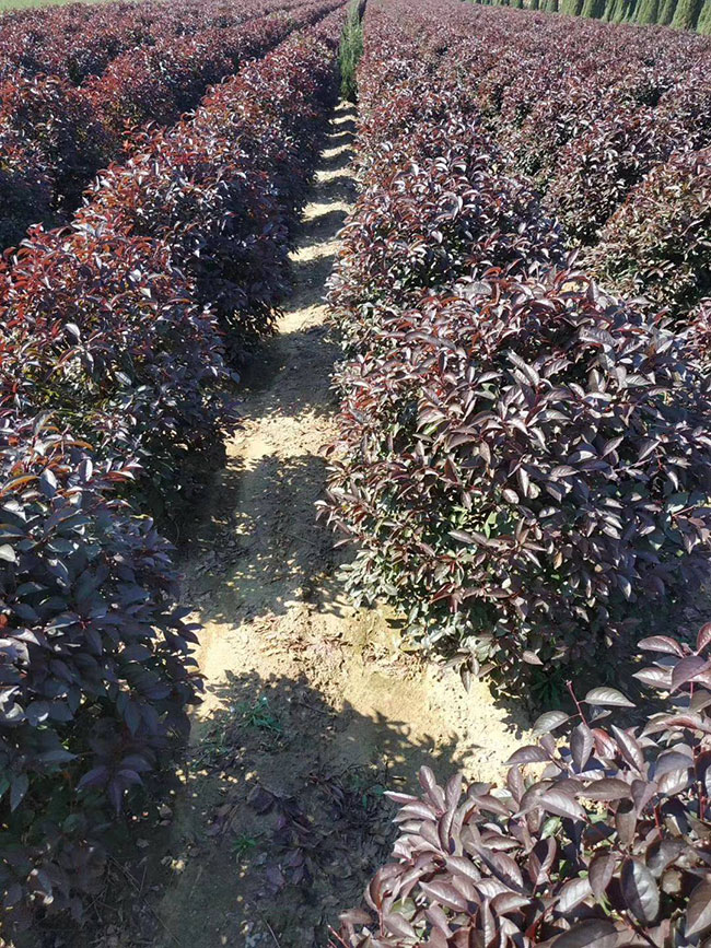 紫葉李什么時候修剪?紫葉李修剪整形技術(shù)