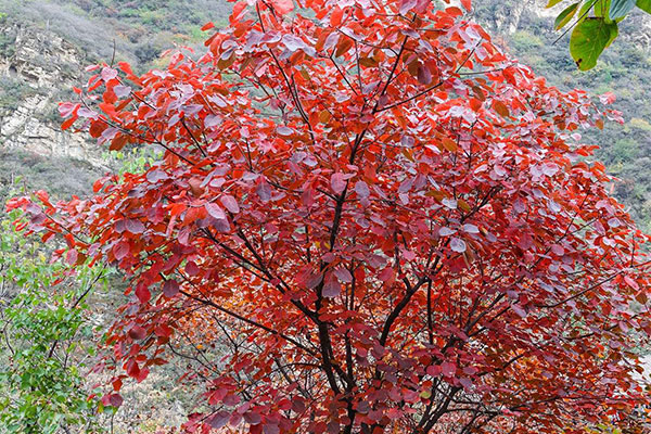 紅葉黃櫨.jpg