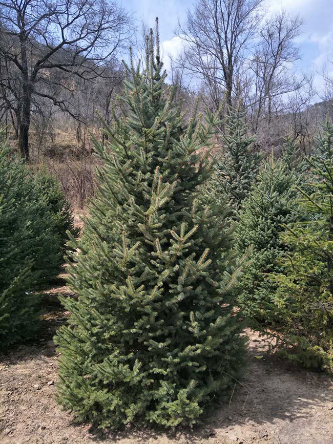 云杉樹苗批發(fā)價格多少?2020年云杉樹苗市場價格