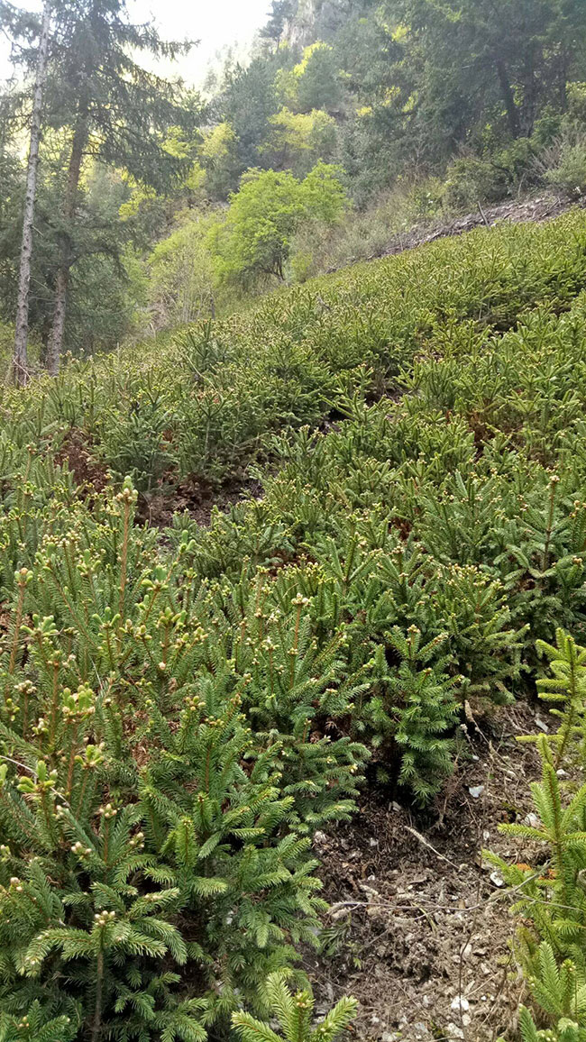 云杉樹苗批發(fā)價格多少?2020年云杉樹苗市場價格