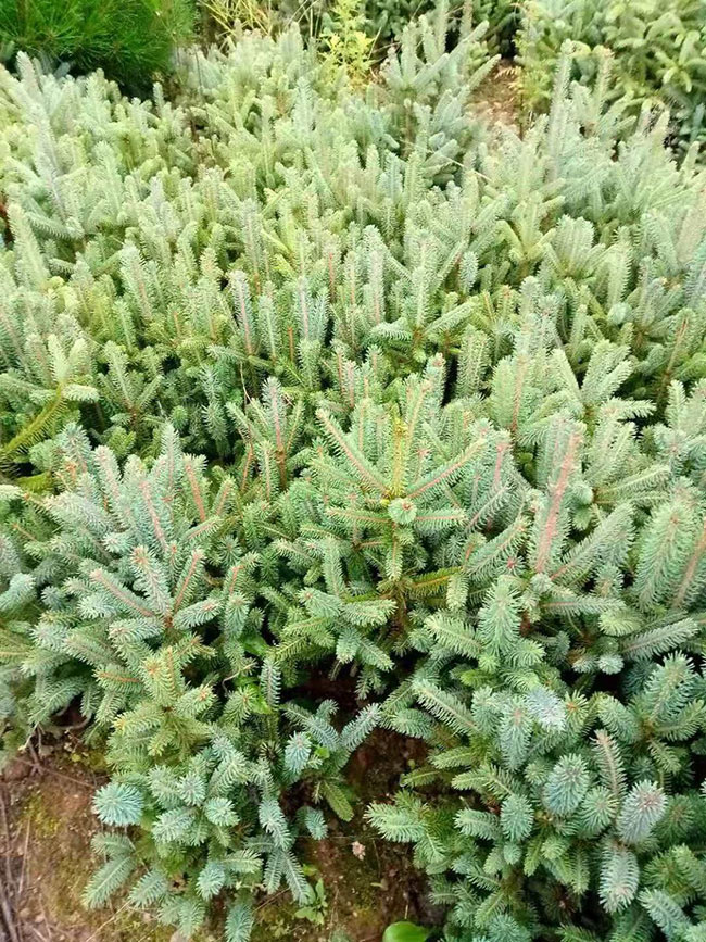 云杉樹苗批發(fā)價格多少?2020年云杉樹苗市場價格