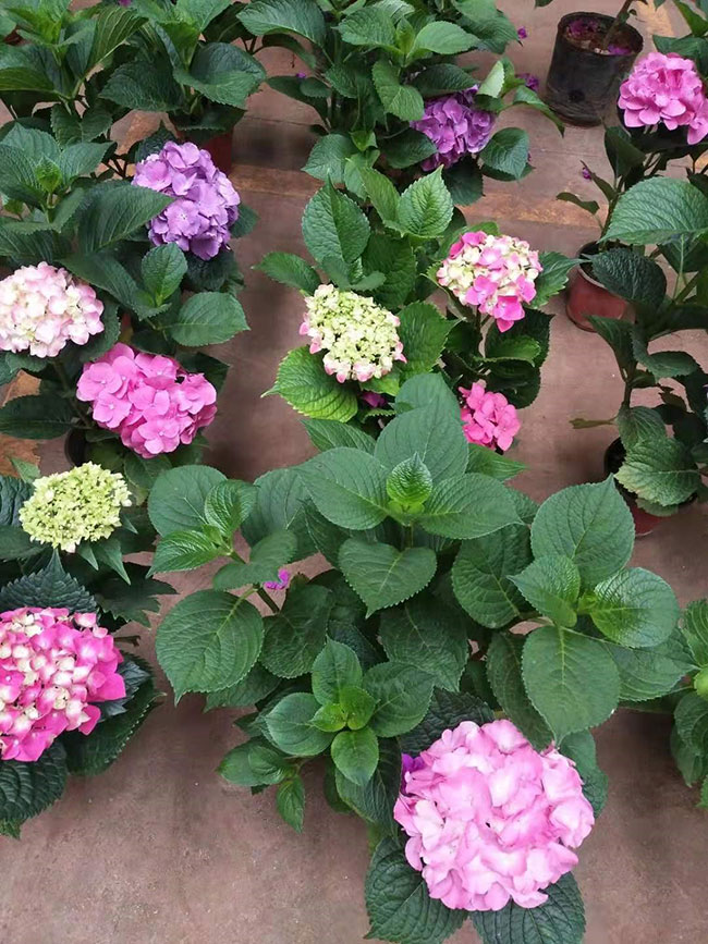 繡球花的花語是什么?繡球花的寓意和象征